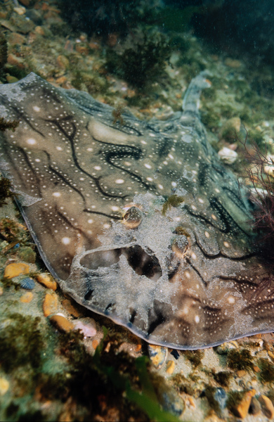 Sussex Wildlife Trust 🦔 (@sussexwildlife) on Twitter photo The Undulate Ray is actually a species of skate. Rays produce live offspring, while skates lay eggs. Once hatched, these eggcases, AKA mermaid’s purses, can wash up onshore 📷 Paul Parsons
The <a href="/SharkTrustUK/">The Shark Trust</a> have a handy egg ID app sharktrust.org/geh-id The Undulate Ray is actually a species of skate. Rays produce live offspring, while skates lay eggs. Once hatched, these eggcases, AKA mermaid’s purses, can wash up onshore 📷 Paul Parsons
The <a href="/SharkTrustUK/">The Shark Trust</a> have a handy egg ID app sharktrust.org/geh-id