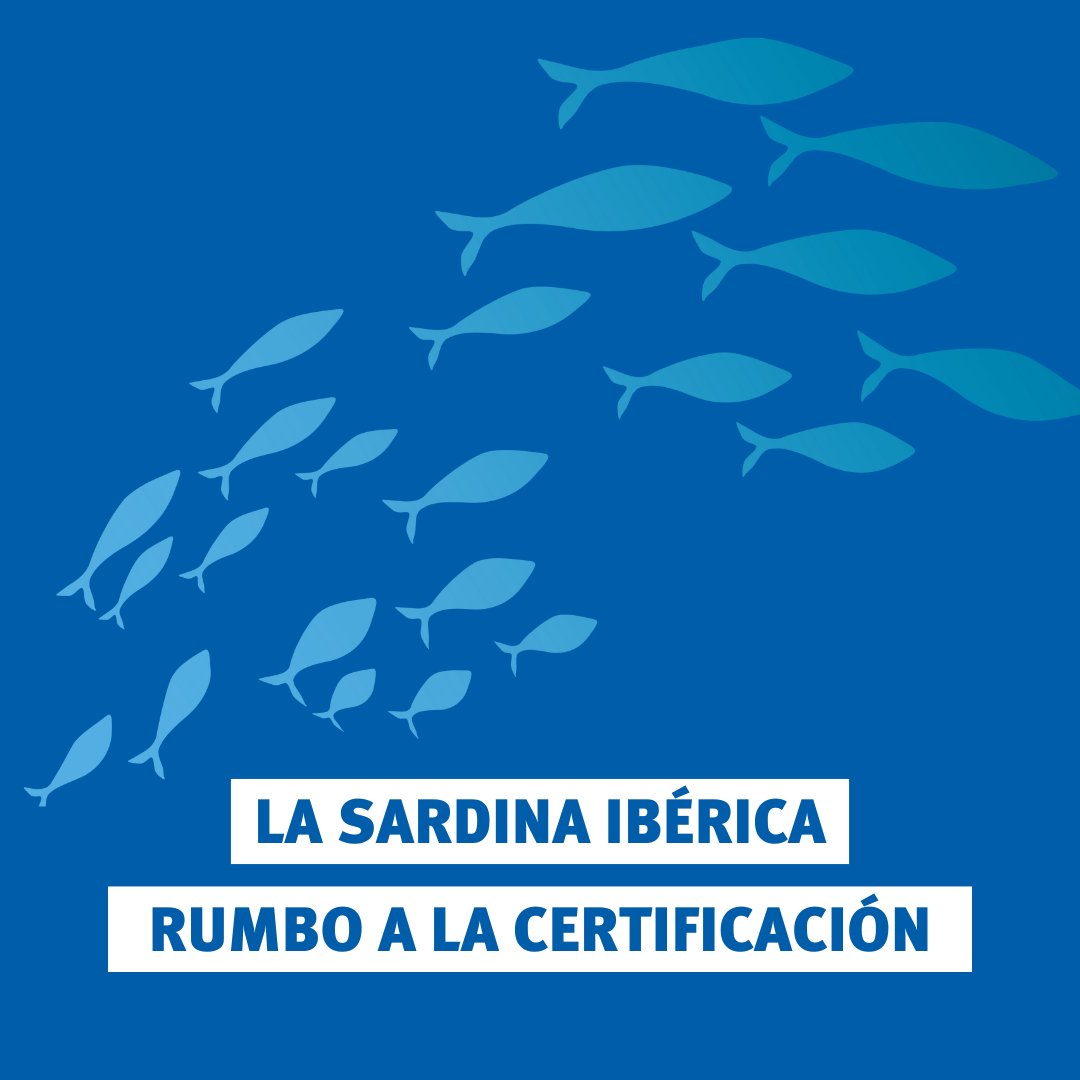 MSCenEspana's tweet photo. 📣 ¡Grandes noticias! La Sardina Ibérica en camino hacia la #Certificación de #Sostenibilidad de @MSCecolabel. 🎣 La #Sardina ibérica (Sardina pilchardus) entra oficialmente en el proceso de evaluación del #Estandar de #Pesquerias de #MSC.
🆕 https://t.co/bhtHGB89j1
#SelloAzul https://t.co/SF8dcIAZBG