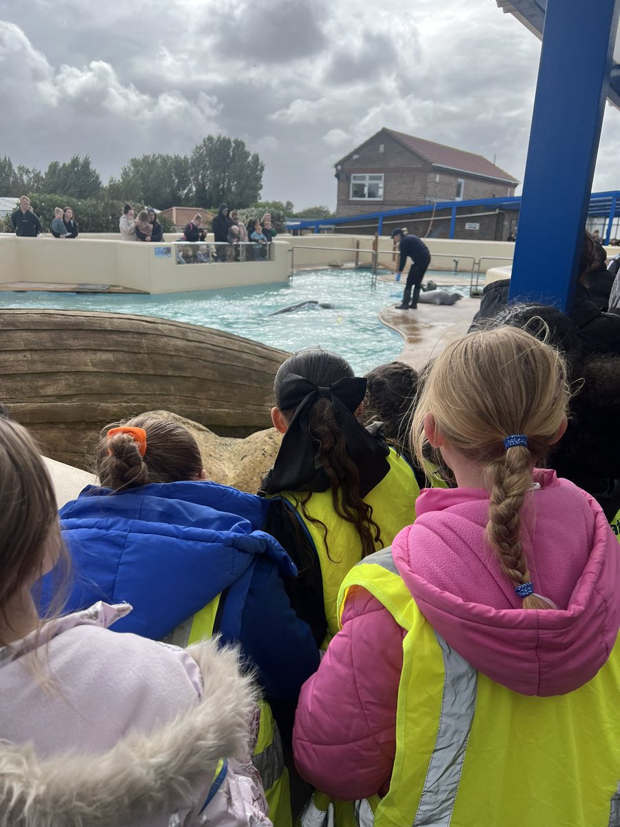 MowmacreHillPrimary (@mowmacrehill) on Twitter photo Year are enjoying learning about seals at <a href="/naturelandskeg/">Skegness Natureland</a>! We were very lucky to arrive just in time for feeding time! #MowmacreOnTour Year are enjoying learning about seals at <a href="/naturelandskeg/">Skegness Natureland</a>! We were very lucky to arrive just in time for feeding time! #MowmacreOnTour