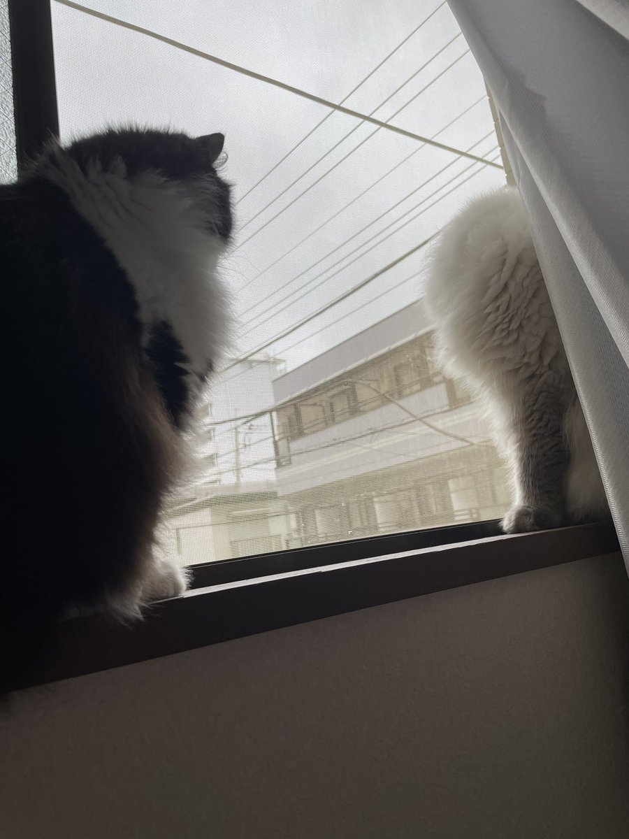そろそろエアコンいらんかな？というくらいの気温になってきた❣️
寒いのは嫌いだからこの気温のままでいて欲しい*🥶💨*
2年ぶりの冬⛄️体調管理には気をつけよう😇

今日はエアコン消して換気！
隣のマンションから赤ちゃんの泣き声聞こえるからか2匹ともこの窓へ😂😂
気になるかにゃ？

 #ねこ  #猫