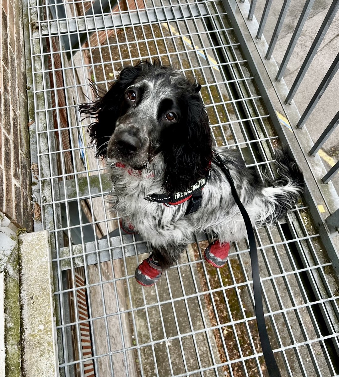 Nottinghamshire Fire and Rescue Service (@nottsfire) on Twitter photo Happy 3⃣ Birthday to one of our Fire Investigation dogs, Barney 🐾
Our FI dogs have collectively attended nearly 350 incidents, and have helped secure 117 years’ worth of custodial sentences🔥
And you might've seen him at Stapleford’s Open Day yesterday👀
<a href="/MidsDog/">East Mids Fire Dog</a> Happy 3⃣ Birthday to one of our Fire Investigation dogs, Barney 🐾
Our FI dogs have collectively attended nearly 350 incidents, and have helped secure 117 years’ worth of custodial sentences🔥
And you might've seen him at Stapleford’s Open Day yesterday👀
<a href="/MidsDog/">East Mids Fire Dog</a>