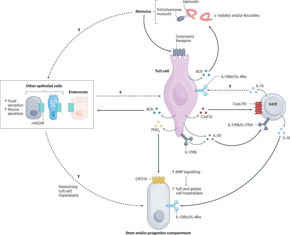 Nature Reviews Gastroenterology & Hepatology (@natrevgastrohep) on Twitter photo NEW! REVIEW <a href="/ChSchneider_PhD/">Christoph Schneider</a> & colleagues on tuft cells in the intestine, immunity and beyond
Link: nature.com/articles/s4157…
Read-only: rdcu.be/dVhSO NEW! REVIEW <a href="/ChSchneider_PhD/">Christoph Schneider</a> & colleagues on tuft cells in the intestine, immunity and beyond
Link: nature.com/articles/s4157…
Read-only: rdcu.be/dVhSO