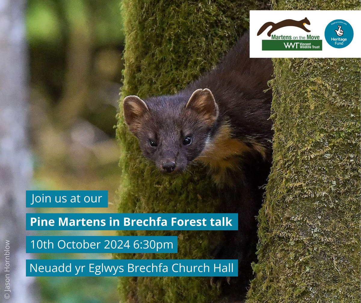 vincentwildlife's tweet image. #Brechfa Forest is one of #MartensOnTheMove’s key areas of work to increase understanding of pine martens and improve habitat. Join us on Thursday 10 October to discuss pine martens in Brechfa and how you can become a vital part of the project! @HeritageFundUK