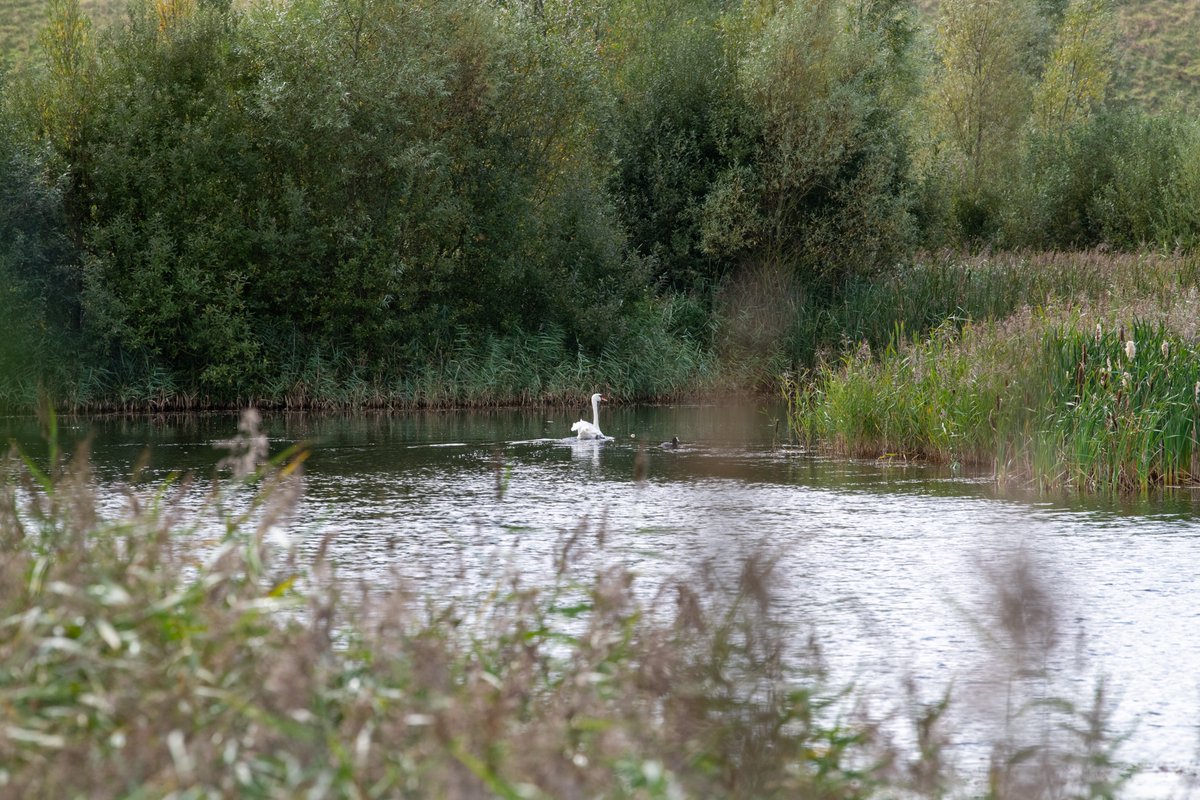 L'association <a href="/hortis_fr/">❃ Hortis France</a>  était à @_Gravelines à l'occasion d'une journée technique.
Vau programme : Végétalisation des écoles, gestion durable et intégrée des eaux pluviales et entretien des techniques vertes et Visite de la roselière sur Le PAarc des Rives de l'Aa.