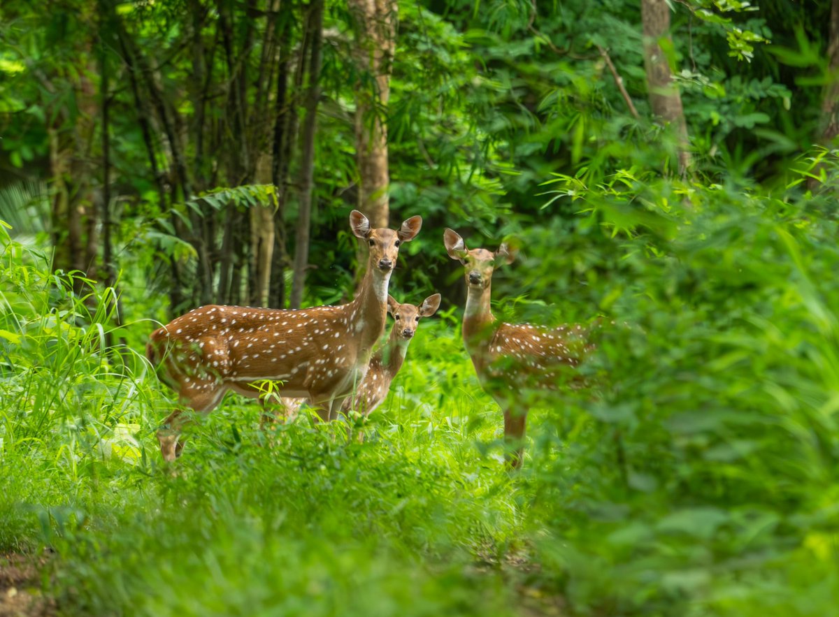 Happy world tourism day from the largest tiger reserve of the country. As tourism is predicted to increase in the forest and wildlife landscapes cross the country, let's promise to make it sustainable and truly eco-friendly.
<a href="/ntca_india/">National Tiger Conservation Authority</a> <a href="/PawanKalyan/">Pawan Kalyan</a> <a href="/AndhraPradeshCM/">CMO Andhra Pradesh</a> <a href="/moefcc/">MoEF&CC</a>