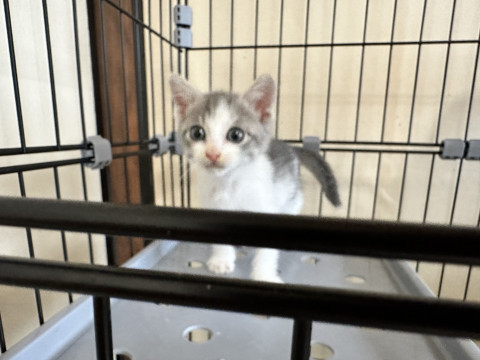 chiba_foster's tweet photo. 甘えん坊なグレーハチワレの男の子
千葉県 ♂ 生後1ヶ月 のネコちゃんです。
 #猫 #ネコ #里親 #里親募集 #千葉県 #拡散希望 
詳細：https://t.co/Z7OonEnCRE
写真： https://t.co/gOWIcQVKjr
