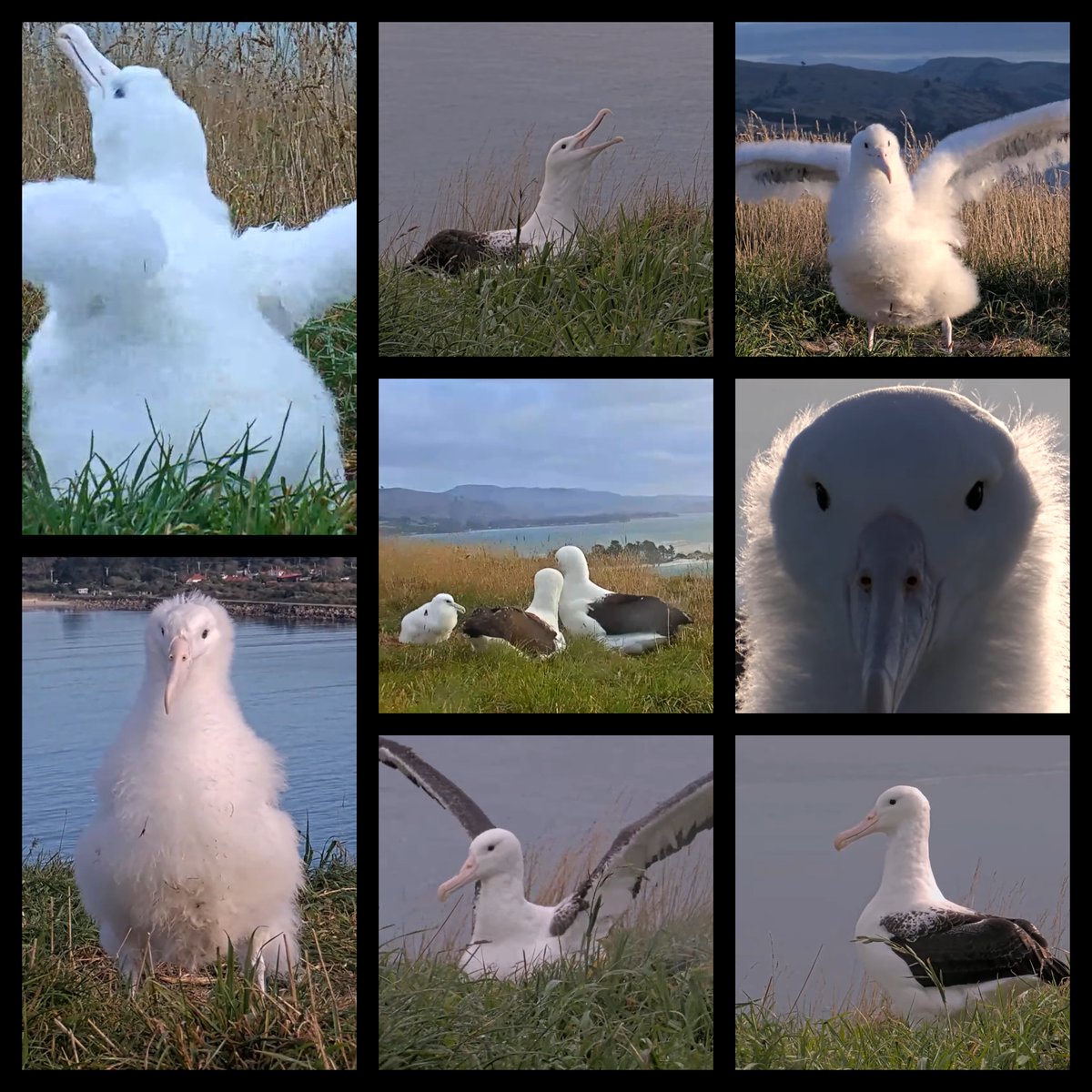 RoyalAlbatrossCam tweet media
