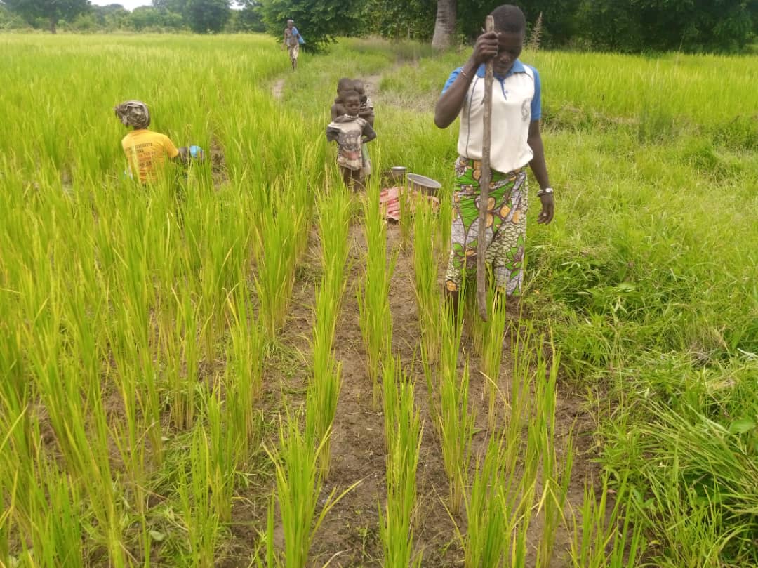 Projet RCPR/Smart Valley : Suivi des sites Aménagés
Grâce à l’appui financier de l’OIF, les travaux se poursuivent sur les sites d’Abgonté et de Koutchatié . Les rizicultrices bénéficiaires sont à pied d’œuvre pour que la moisson soit bonne.
#OIF
#autonomisationféminine