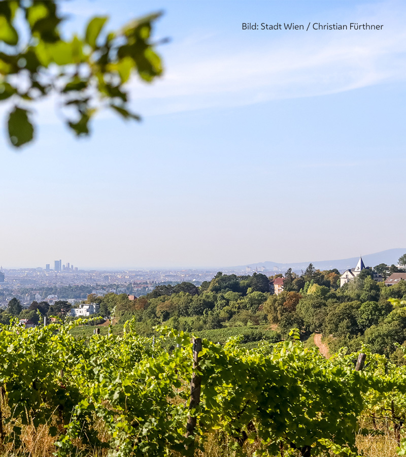 Am 28. und 29. September heißt es wieder Wanderschuhe anziehen und die Wiener Weinberge und Heurigen erkunden. 🥾🍷 Dieses Jahr bietet der Wiener Weinwandertag 4 Routen. Details findet ihr unter
wien.gv.at/umwelt/wald/fr…