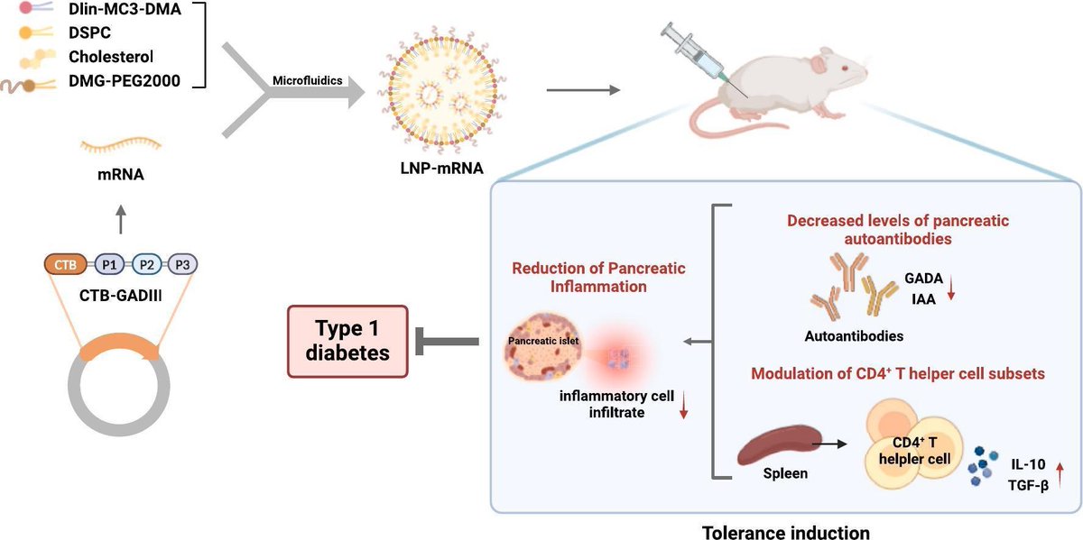 JCRnEDITORS's tweet image. LNP-mRNA vaccine prevents type 1 diabetes in non-obese diabetes mice.
| Jie Wu, China Pharmaceutical Univ. |
[50 days' free access]
#mRNAvaccine #LipidNanoparticle #microfluidic 
kwnsfk27.r.eu-west-1.awstrack.me/L0/https:%2F%2…