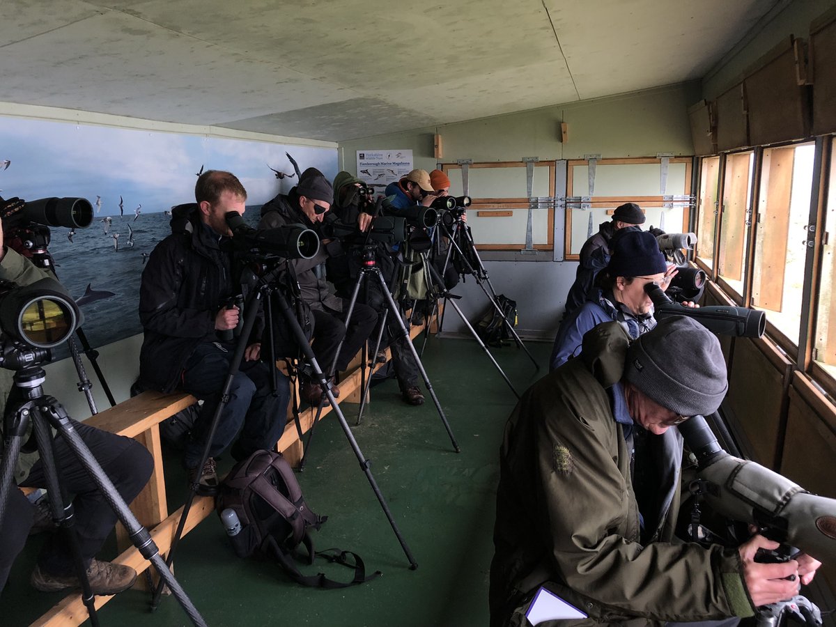 Busy Seawatch Obs <a href="/FlamboroughBird/">Flamborough Bird Observatory</a> this morning - enjoying 519 Sooty Shearwaters, 1 Balearic Shearwater, 2 Roseate Terns, Caspian Gull, 14 Barnacle Geese, 4 pb Brent Geese &amp; 1 Velvet Scoter all north; 5 Long-tailed Skuas south.