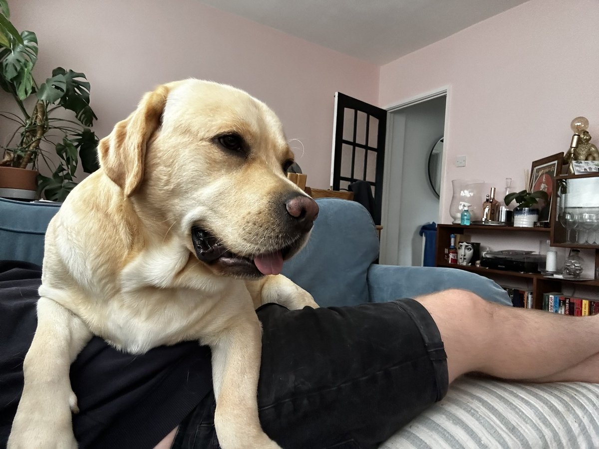 markypops6's tweet image. I’m just a pillow to this giant.