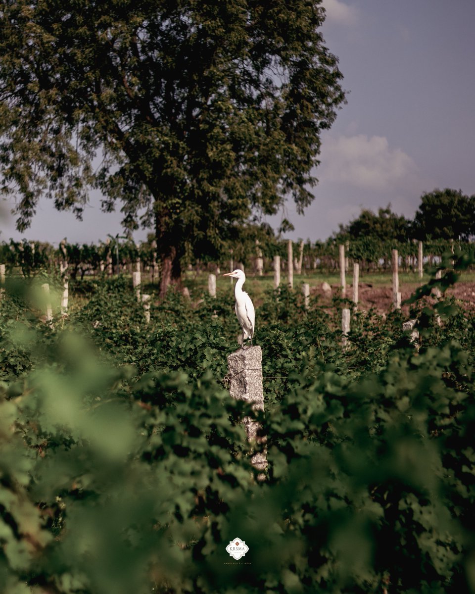 KRSMA Estates tweet media