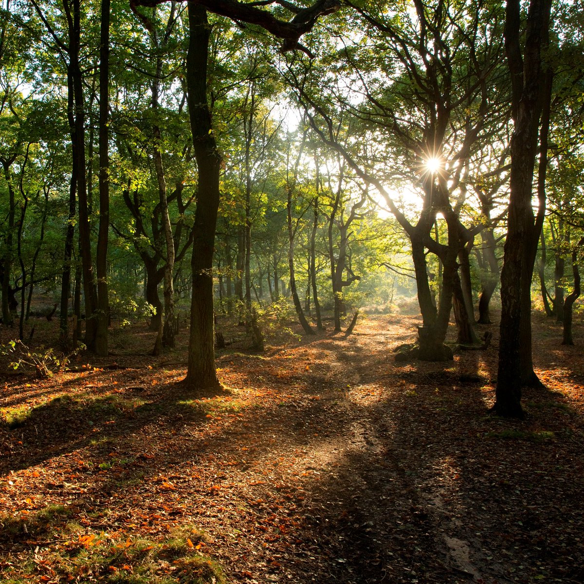 The <a href="/Nottswildlife/">Nottinghamshire Wildlife Trust</a> Big Wild Walk is back for 2024 and they want everyone to get involved! 🌿🚶Challenge yourself to run, cycle or walk, whilst fundraising to protect our wildlife. From 21st October - 3rd November. Sign up here: wildlifetrusts.org/bigwildwalk
