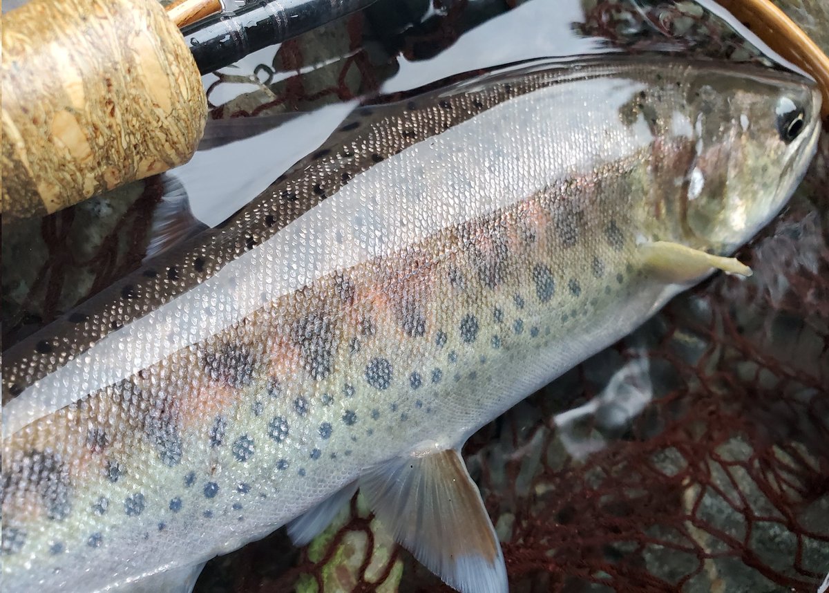s3ba777's tweet photo. 2024.9.27
閉伊川支流
シーズン終盤良い秋山女魚が釣れてくれました。

#尺ヤマメ
#尺山女魚 https://t.co/pIf5gPMgkv