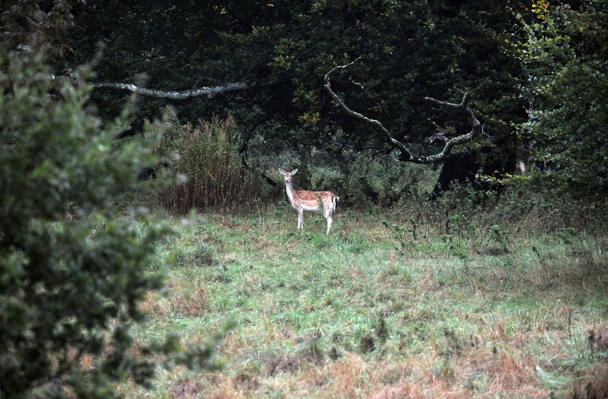 NTDyrhamPark's tweet image. It's the season of beautiful autumn hues, conkers and the odd deer. Thanks to one of our volunteers Barry B for these lovely seasonal shots taken this week. 🧡🍂🍁🦌

#AutumnParkland
#WeekendWalks
#Weekend
#AutumnDays
#Autumn