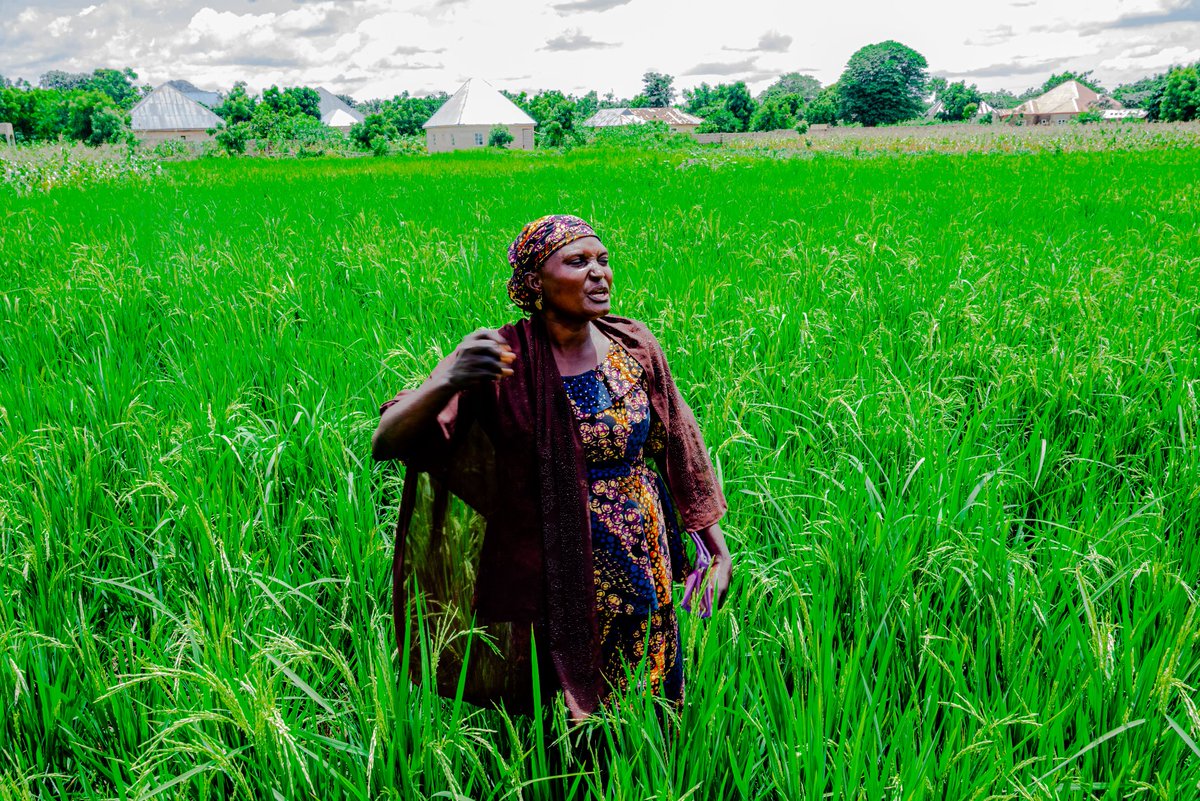 Meet Victoria Barka Audi, a dedicated community-based seed entrepreneur from Baganje, Billiri LGA, Gombe State! She's proudly showcasing her thriving rice seed farm (FARO 52 CBSE) at the Activity's Greenfield Day.
<a href="/IITA_CGIAR/">IITA</a> <a href="/ICRISAT/">ICRISAT</a> <a href="/USAIDNigeria/">USAID/Nigeria</a>