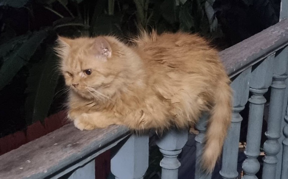 skytrain9's tweet image. #cat