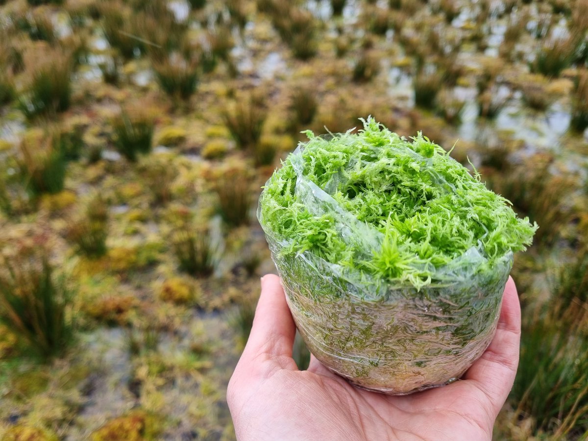 IUCNpeat's tweet photo. 📢#Peat event alert!📢
Species reintroduction webinar: from principles to practice, Thurs 18 Oct. See diverse examples of how good practice guidance is being used to restore #peatland #biodiversity.
Find out more and sign up➡️https://t.co/X2q87BZBqA https://t.co/8FHmEgC2Lj