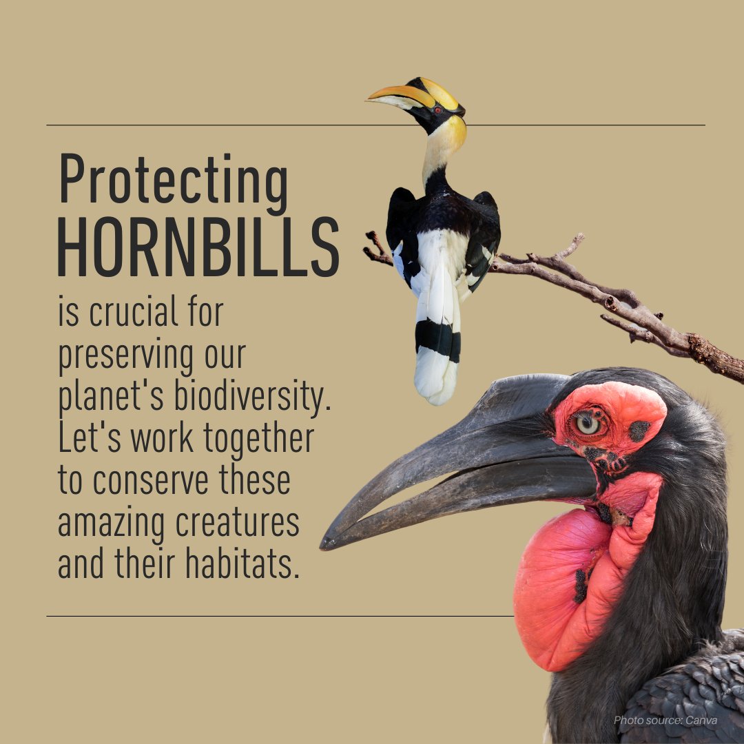 Hornbills are an important part of our forests. They help maintain plant diversity by spreading seeds over long distances. Without them, the whole forest ecosystem would be affected. It's crucial to protect and appreciate these birds for their role in preserving biodiversity.