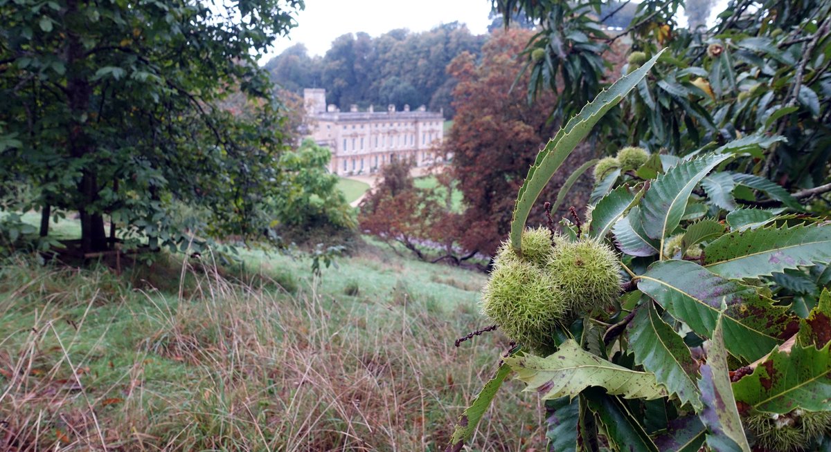 NTDyrhamPark's tweet image. It's the season of beautiful autumn hues, conkers and the odd deer. Thanks to one of our volunteers Barry B for these lovely seasonal shots taken this week. 🧡🍂🍁🦌

#AutumnParkland
#WeekendWalks
#Weekend
#AutumnDays
#Autumn