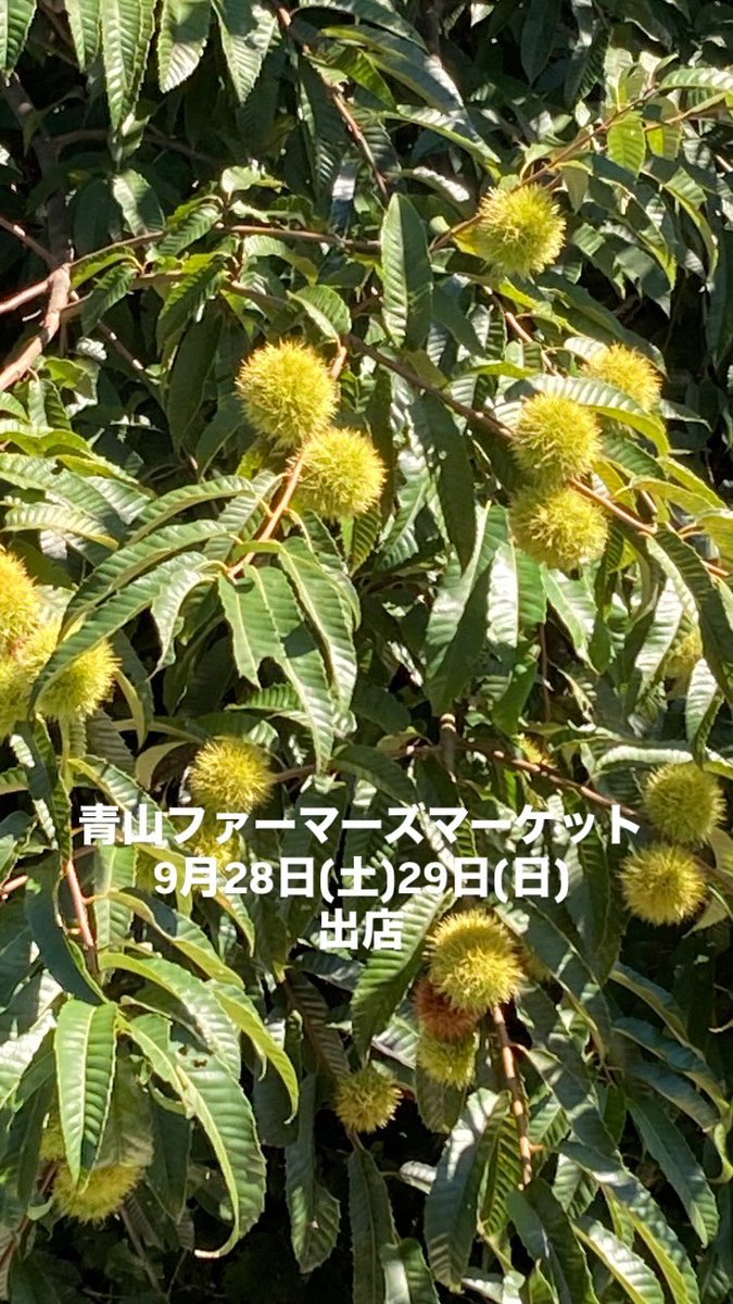 TomyMuesli's tweet photo. 栗は売るほどは無いので自分で食べました。
元気があれば栗ご飯にもなるけど、今年も食べれるかなぁ😁

今月末の週末は青山ファーマーズマーケットに出店します
明日ですよーー https://t.co/6fhyXPTfyt
