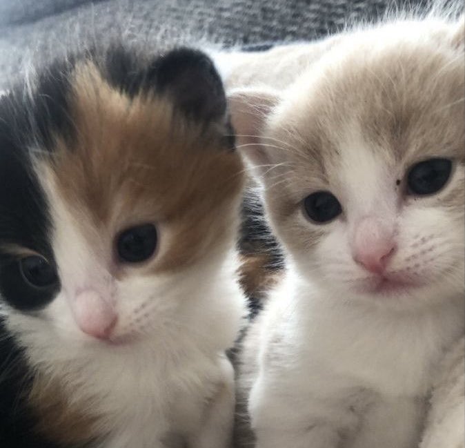 catsasricky's tweet photo. https://t.co/cQ9nYZSZYt
