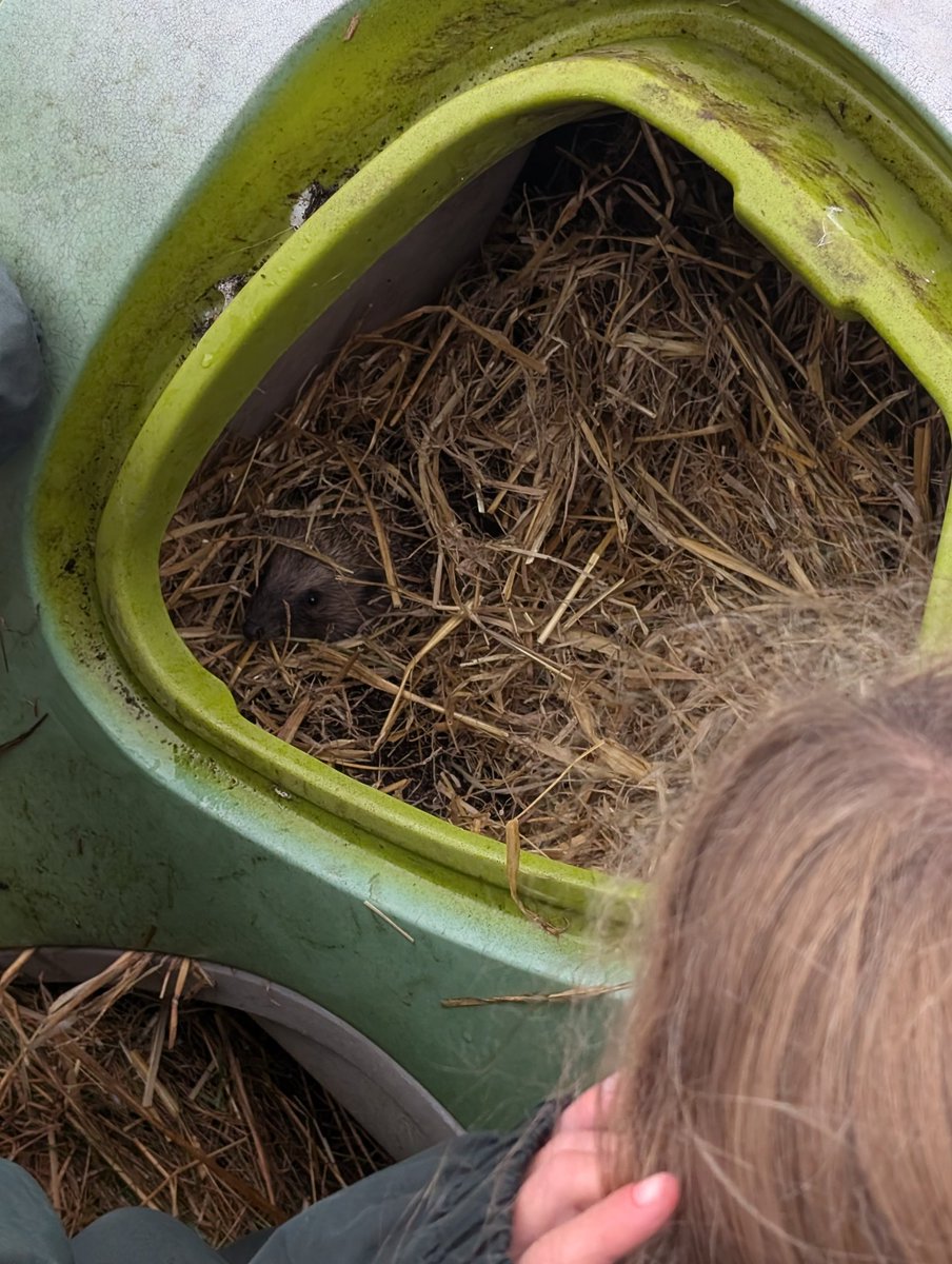 YH_SmallHolding's tweet image. Such a special moment for Smallholding club this morning break time.. opening the door to a little nose peeping out, the pupils were so calm and just in awe of these beautiful hedgehogs @YorkHouseSch #smallholding #releasesite
