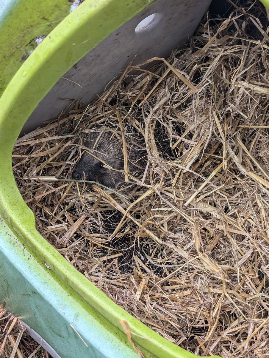 YH_SmallHolding's tweet image. Such a special moment for Smallholding club this morning break time.. opening the door to a little nose peeping out, the pupils were so calm and just in awe of these beautiful hedgehogs @YorkHouseSch #smallholding #releasesite