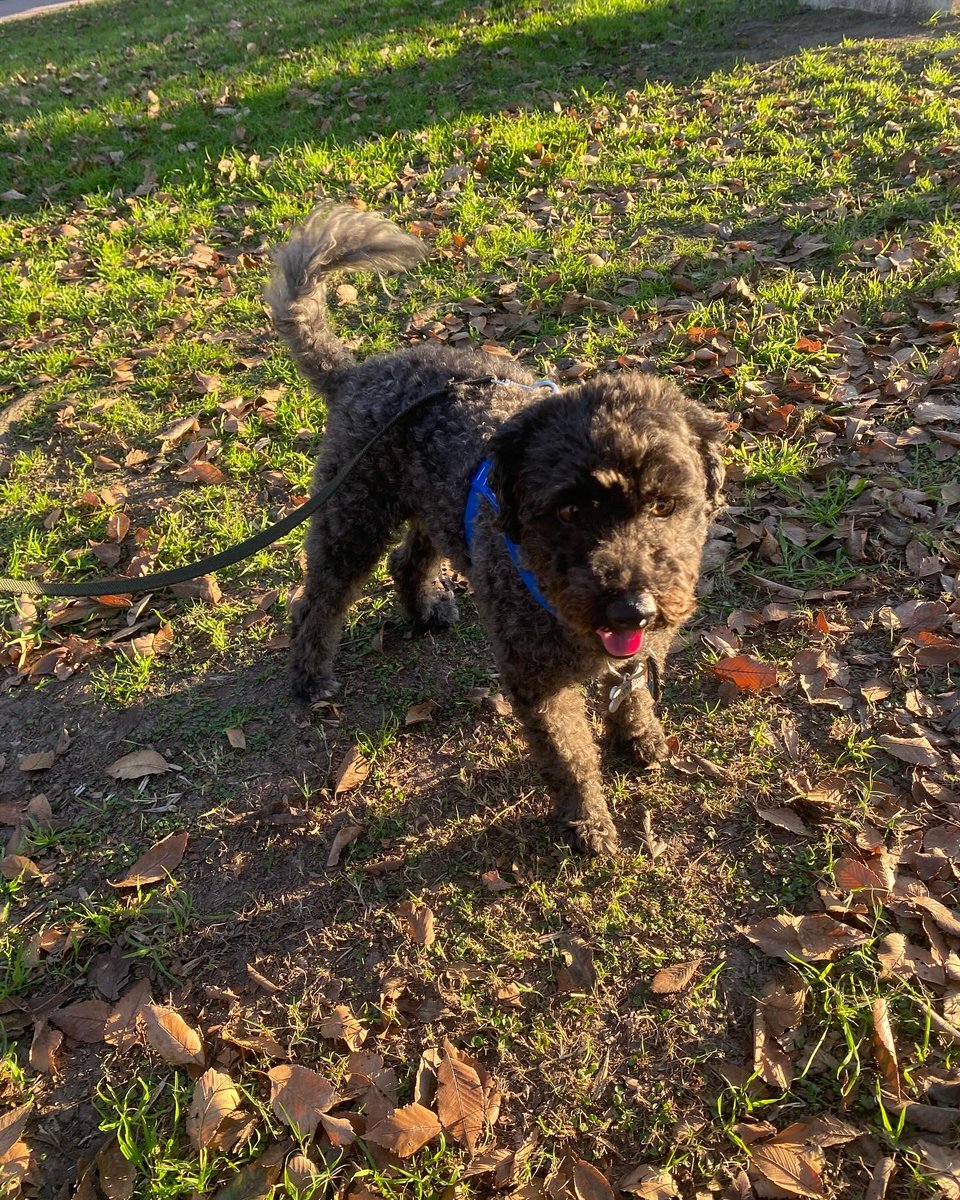 GastonFrisone's tweet photo. 🐶 🖤 https://t.co/KbsXdiLllw