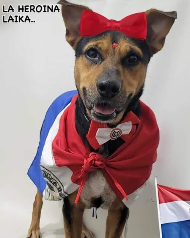 delpynews's tweet photo. ▶️ESTAMOS ROTOS DE DOLOR | ​​😭

Murió Laika, la perrita que fue herida tras defender a su dueño en un asalto en Fernando de la Mora.💔

La mascota recibió una puñalada grave y no resistió a la cirugía.😞

🐶"Te fuiste siendo una heroína, diste la vida por tu familia", fue el conmovedor escrito de "Olfateando Huellas".

Vía: Trece