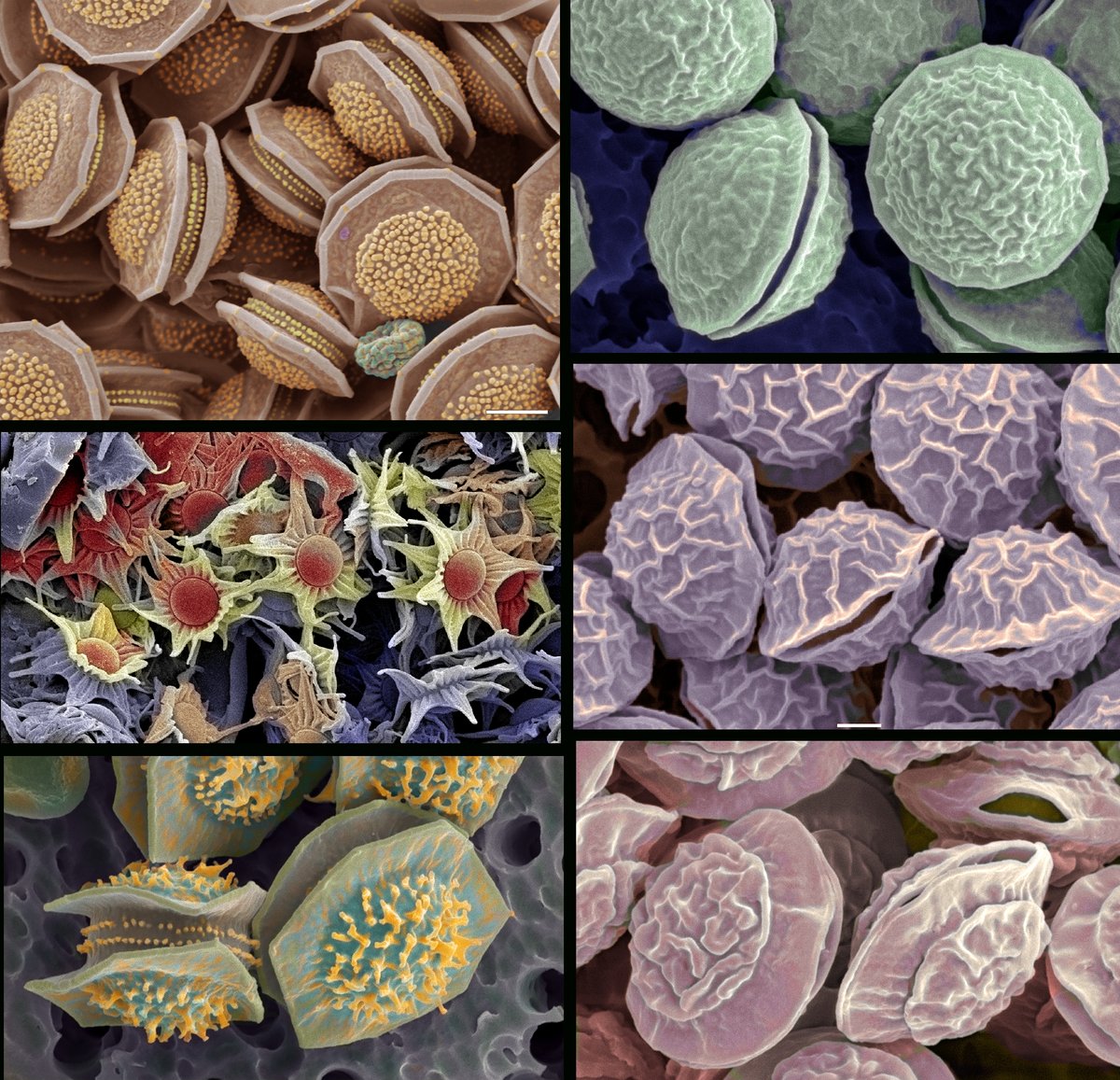 Westerdijk Institute (@_westerdijk_) on Twitter photo <a href="/_Westerdijk_/">Westerdijk Institute</a> zoekt een #Communicatie medewerker! Welke topper helpt ons om verhalen over ons mycologisch onderzoek en onze wereldvermaarde collectie van levende schimmels te delen met de wereld? Meer hier: 👉 vacatures.knaw.nl/job/Utrecht-Co…👈 #vacature #kombijonswerken #job <a href="/_knaw/">Koninklijke Nederlandse Akademie van Wetenschappen</a> <a href="/_Westerdijk_/">Westerdijk Institute</a> zoekt een #Communicatie medewerker! Welke topper helpt ons om verhalen over ons mycologisch onderzoek en onze wereldvermaarde collectie van levende schimmels te delen met de wereld? Meer hier: 👉 vacatures.knaw.nl/job/Utrecht-Co…👈 #vacature #kombijonswerken #job <a href="/_knaw/">Koninklijke Nederlandse Akademie van Wetenschappen</a>