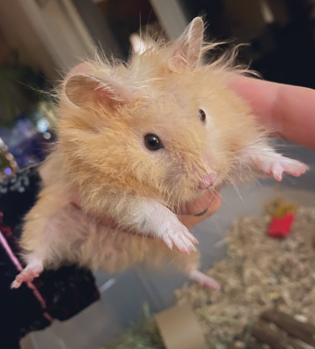 Literally the Lady of Fuckery🖤 tweet media