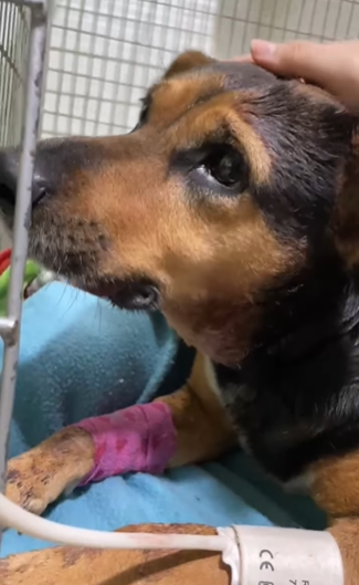 delpynews's tweet photo. ▶️ESTAMOS ROTOS DE DOLOR | ​​😭

Murió Laika, la perrita que fue herida tras defender a su dueño en un asalto en Fernando de la Mora.💔

La mascota recibió una puñalada grave y no resistió a la cirugía.😞

🐶"Te fuiste siendo una heroína, diste la vida por tu familia", fue el conmovedor escrito de "Olfateando Huellas".

Vía: Trece