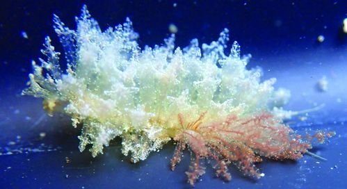 Onze kust behuisd prachtige flora en fauna en nu is die weer een beetje beter vastgelegd. 🌊🦪🪼
Dankzij de #strandwerkgemeenschap staat er een enorme dataset op #GBIF met hier in verschillende groepen zee invertebraten en vissen. Bekijk de dataset nu op: gbif.org/dataset/44c556…