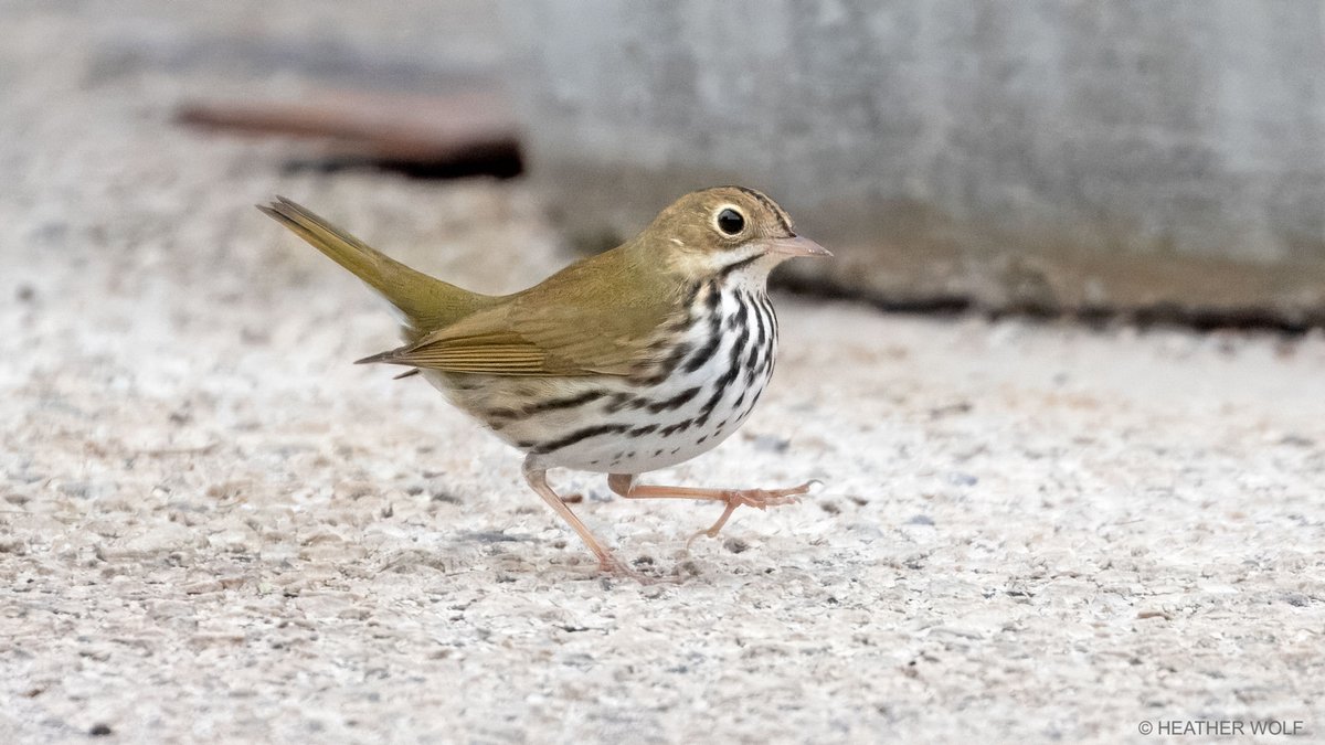 Ovenbird, Brooklyn Bridge Park, Pier 6.