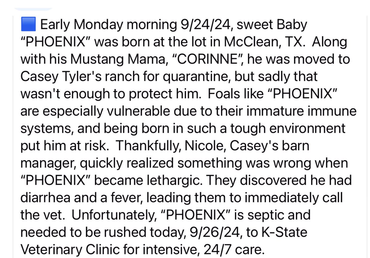 Blueequus775's tweet photo. .@SecDebHaaland: pregnant mare from the Sulphur herd was dumped at an auction in Texas by an “adopter” who also dumped another pregnant mare. She gave birth in that auction yard on 9/24 and the baby is very ill. Stop paying people to “adopt” wild horses 😡 https://t.co/oeKjKCanvE