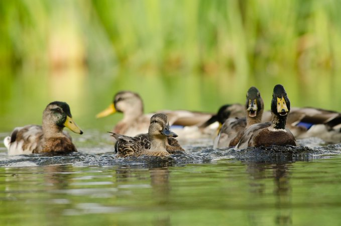 Like to develop your waterbird ID-skills?

We’ll be holding an event for beginners/improvers with <a href="/BTO_Cymru/">BTO Cymru</a> at Roath Park Lake on Saturday, Oct 5. 10am-12pm to help you do just that, with an introduction to the Wetland Bird Survey.

Book online here:
bto.org/community/even…