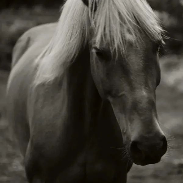 Inuit Business Feature:
Business Name: Emma Lake Equine Services 
(Cheverie, Nova Scotia)
Specialty: A horse farm offering boarding lessons and equine training. 

buff.ly/46ZVf0E
