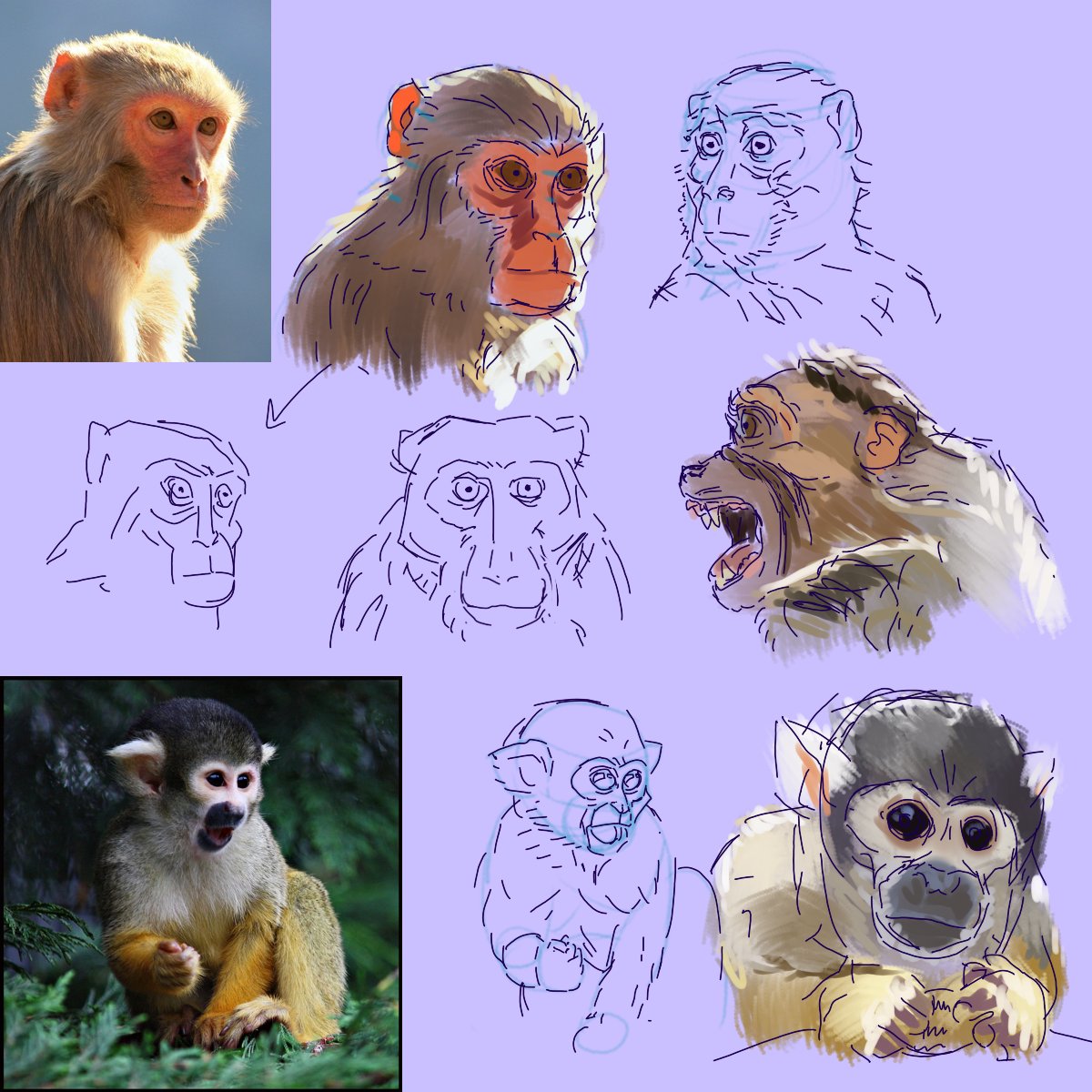 MACKYBOY41's tweet photo. [OLD] Primate creature studies 01/07/24 
Rhesus Macaque and a Bolivian Squirrel Monkey. 
#monkey #primate #macaque #study #studypractice #sketch #animal #krita https://t.co/O2sHeYHYy2