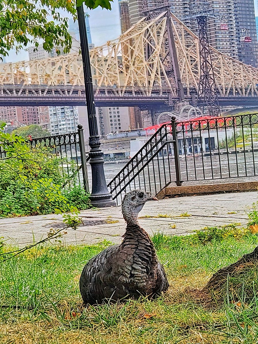 Manhattan Bird Alert tweet media