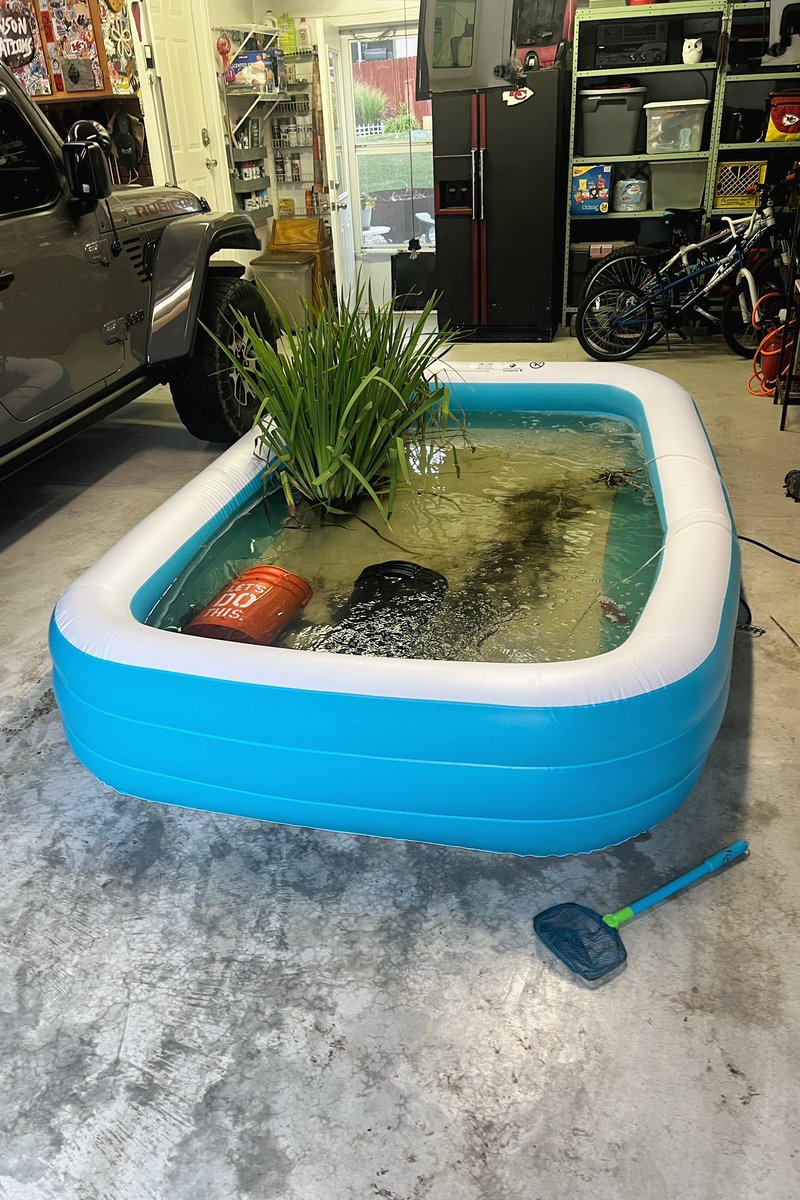 Newson242's tweet image. Replaced #fishpond #liner #2024 #myproject