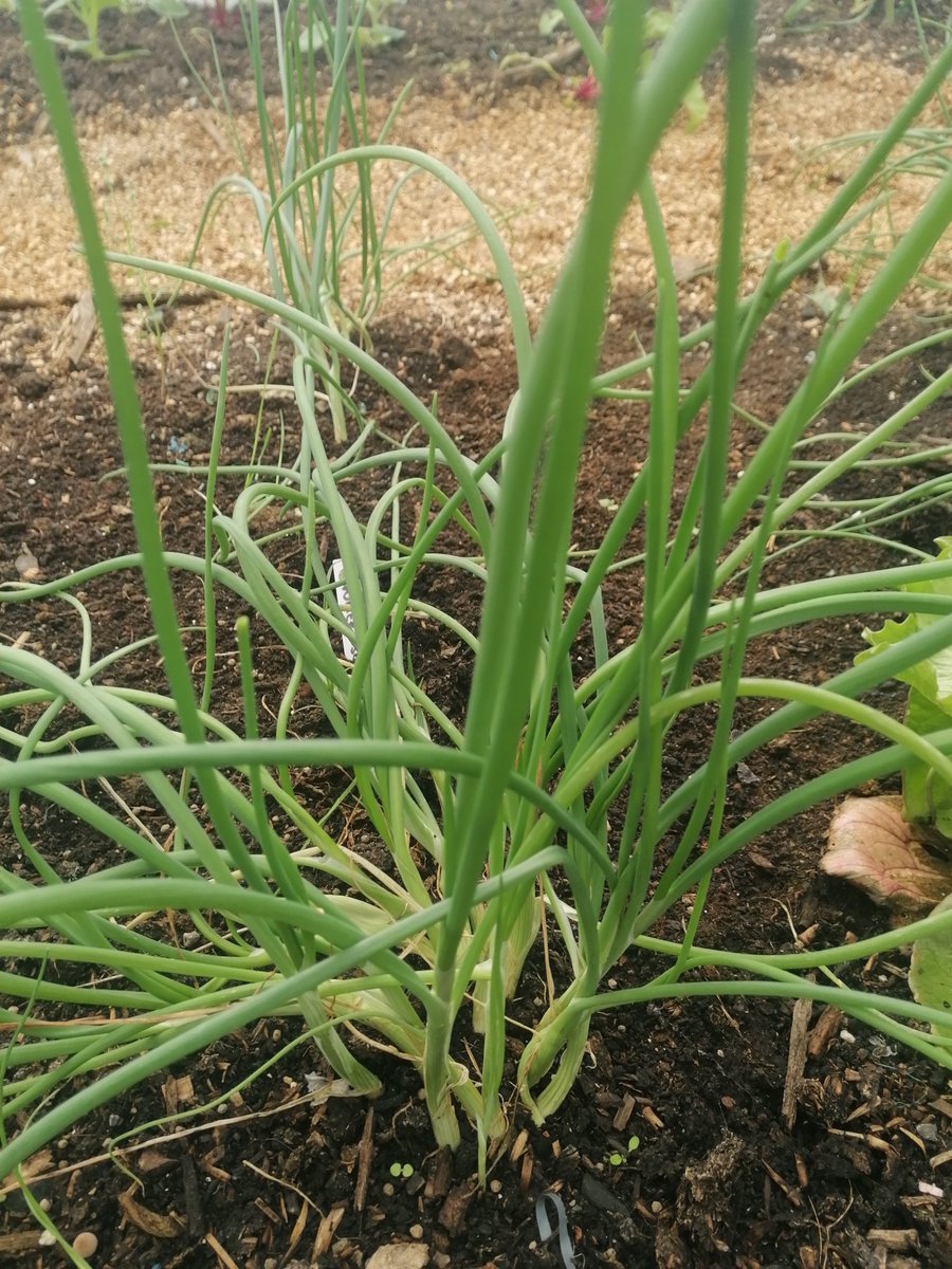 Lots of vegetables available at the garden 😍
