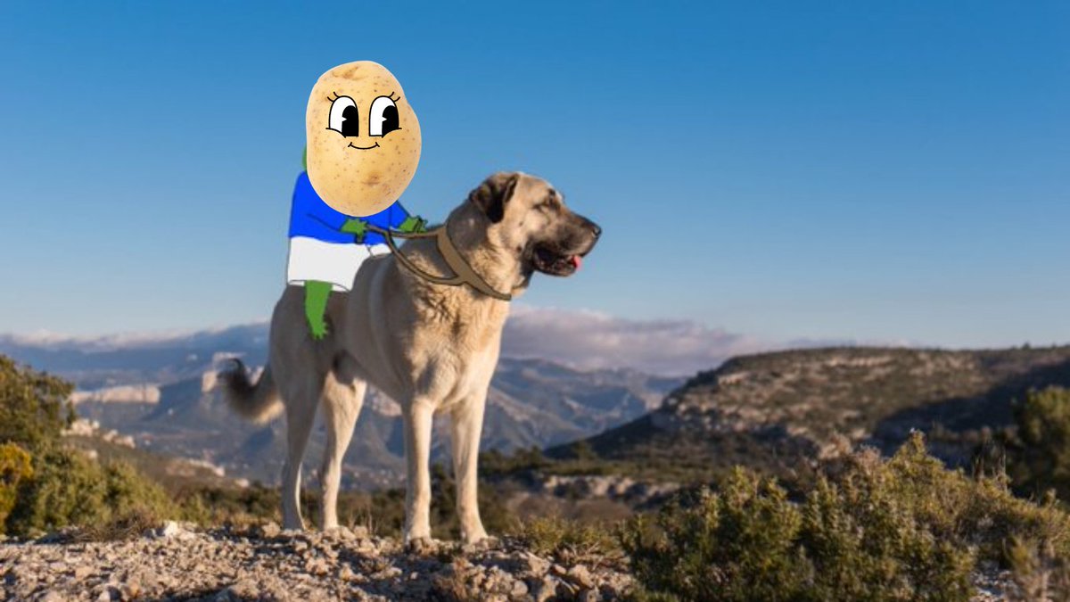 Potatisol's tweet photo. My @dogecoin Rides so bed 

#doge #Solana https://t.co/bk36PlCRY9
