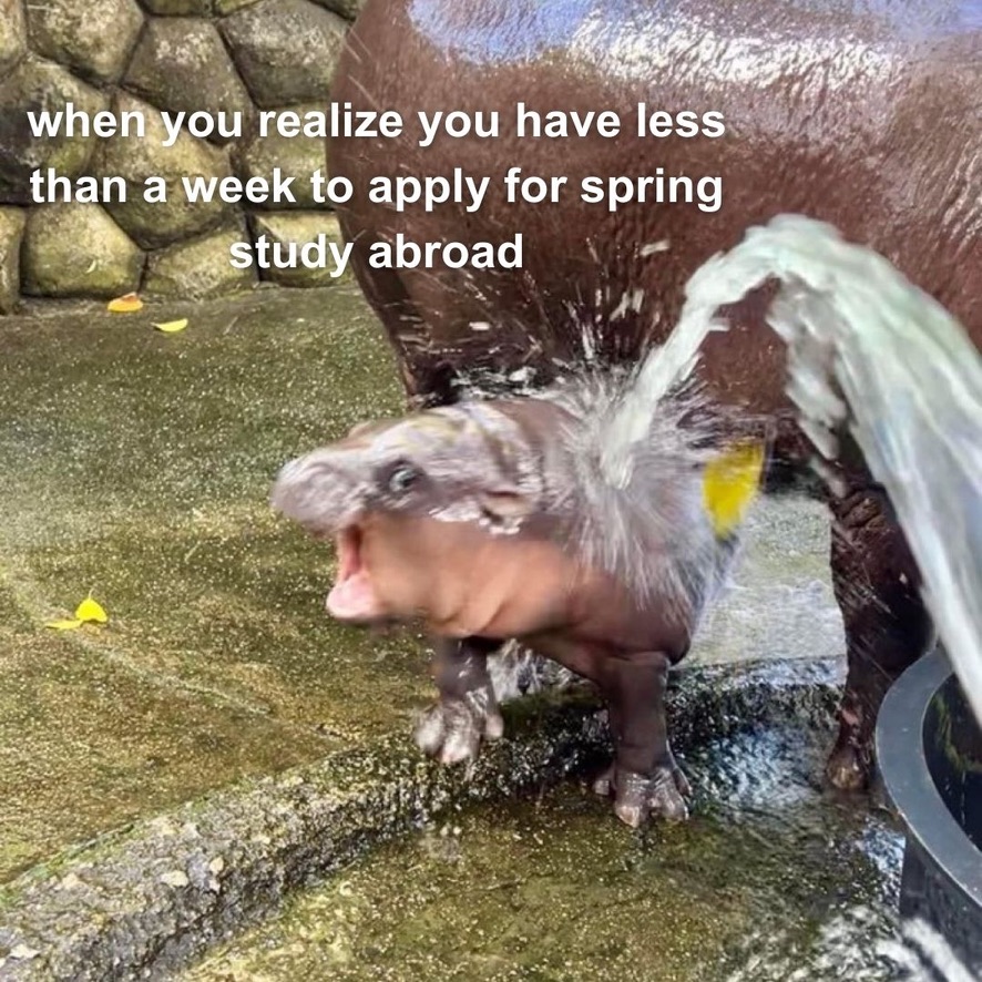 Moo Deng has something to say to ya'll...apps due Oct. 2nd!