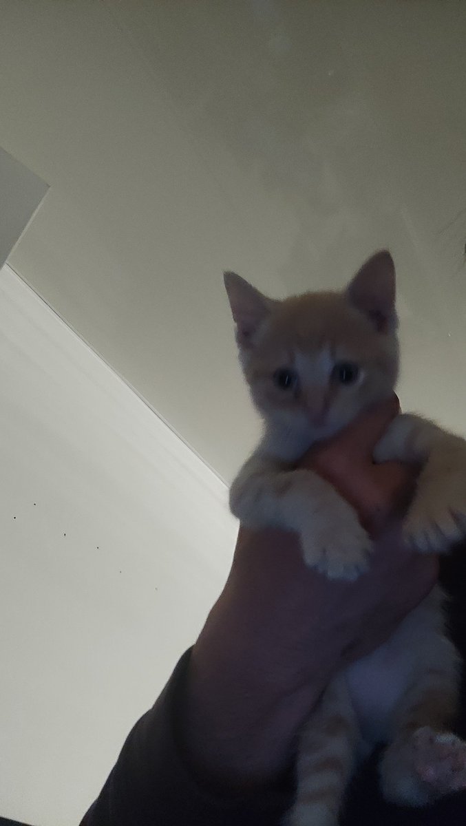 cmoiblue_'s tweet photo. @artik0din Qu'est ce que tu dis? Il est toujours petit genre y'a pas de différence de taille entre les deux photos ? https://t.co/KnnJirmFg6