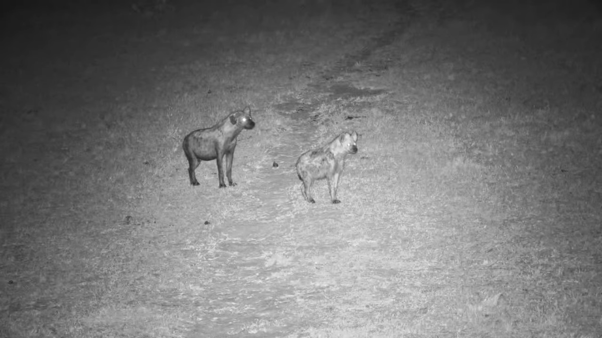 Tonpa01's tweet photo. Mohawks Hyena and one of the twins #Nkorho #Africam #wildearth https://t.co/KOOU47EVP2