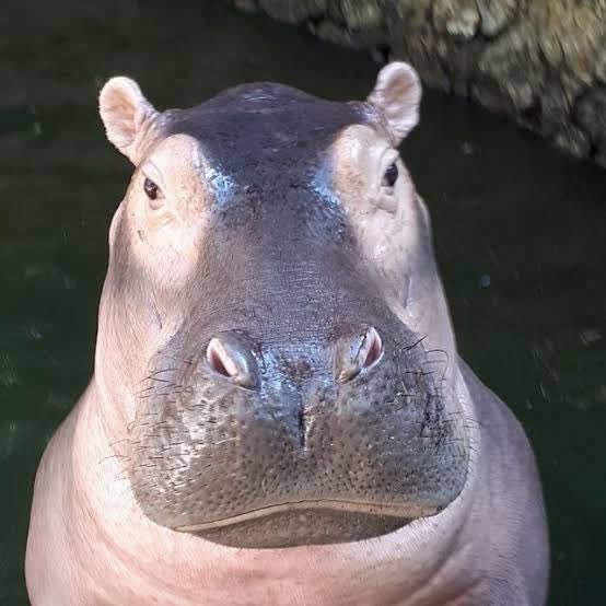 <a href="/KookCapitalLLC/">kook 🏝️</a> Imagine how early are $KHAMOO holders 

60k
Leader of #Moodeng zoo
Solid team 
Active community

Millions coming 

ApSyVXJLRm1mF4hEdcRvaHcKiZmBG2YhariaDcvtpump