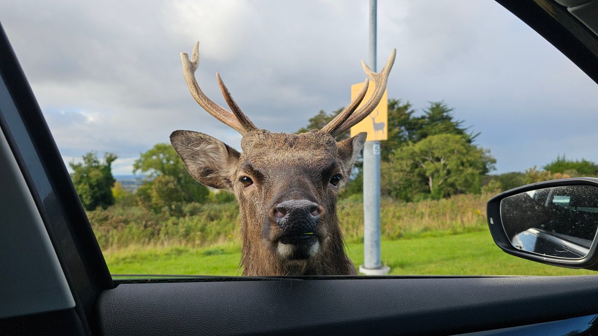 SciFest4STEM's tweet photo. Even the deer are curious at @ExploriumI! What a fantastic place. You can even test your physical skills while learning about the science of movement and sports performance. @IrishSciTeach @EducateTogether @SportTG4 #STEM #learningcanbefun @MarkLangtry https://t.co/NZ3yxGTfKh