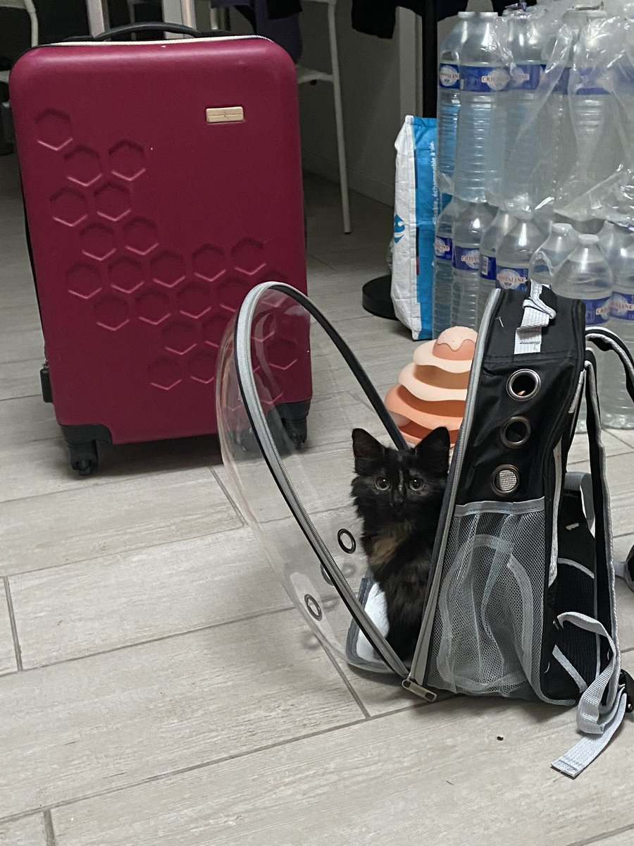 la dame aux miskines 🇵🇸 tweet media